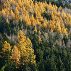 forêt d'automne 