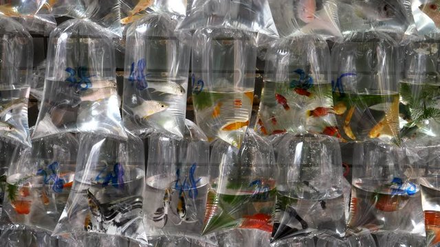 tropical fish in plastic bags at mongkok markets in hong kong, china