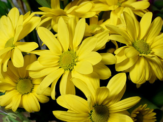 Bouquet. Beautiful yellow flowers