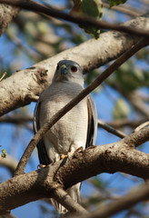 Shikra Male