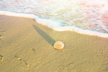 Single Round White Striped Sea Shell on Beach Sand. Foamy Wave Blue Turquoise Water. Golden Sunlight Soft Pastel Colors. Summer Vacation Traveling Wanderlust Concept