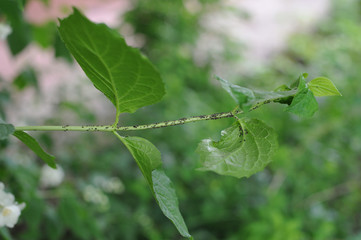 Aphids attacked the garden plant in the home garden