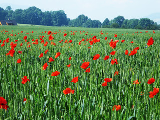 landscape width poppies