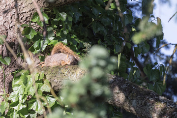 Squirrel snoozing in the sun