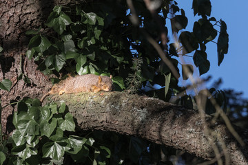 Squirrel snoozing in the sun