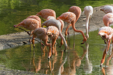 flamingos