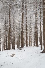 Fototapeta premium Winter forest