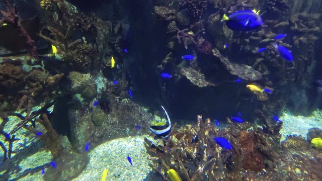 Small colorful fish swimming in the reef