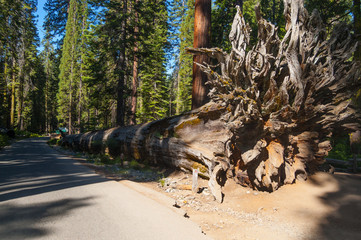 Giant Sequoia trees in the Yosemite forest