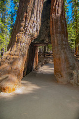 Giant Sequoia trees in the Yosemite forest