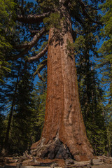 Fototapeta na wymiar Giant Sequoia trees in the Yosemite forest