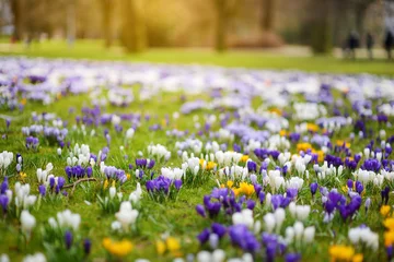 Foto op Plexiglas Blooming crocus flowers in the park. Spring landscape. © MNStudio