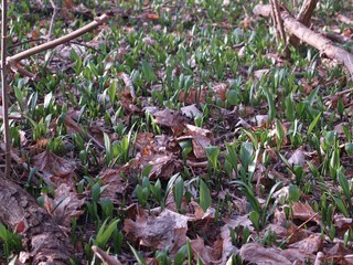 wild Garlic