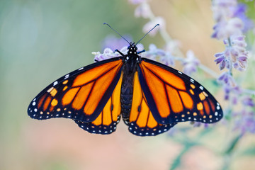 Monarch Butterfly