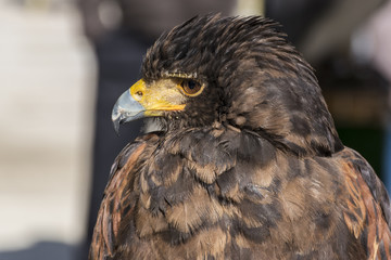 Falconry eagle with his eyes covered in his resting place