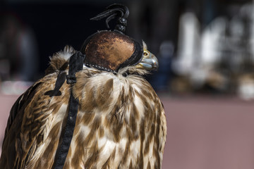 Falconry bird with its eyes covered in its resting place