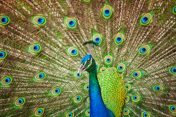 Fototapeta na wymiar Peacock Showing Off