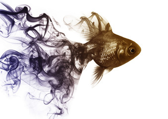 goldfish out of the smoke