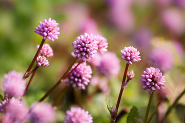 Kopf-Knöterich, kleine rosa Blumen