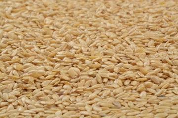 Lino dorado, detalle