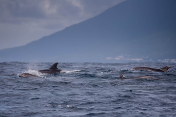 Delfine im Meer 