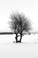 Fototapeta na wymiar Naked winter tree