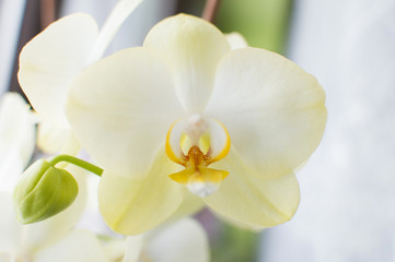 Obraz na płótnie Canvas beautiful orchid flowers