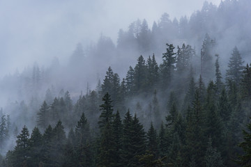 Foggy forest trees in the Pacific Northwest