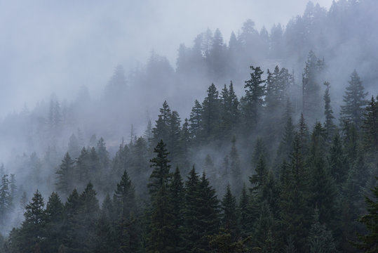Foggy forest trees in the Pacific Northwest © Nicholas Steven