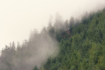 Fototapeta na wymiar Fog and trees in the Pacific Northwest