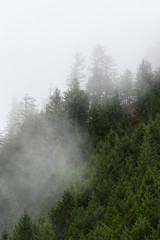 Foggy pacific northwest forest 