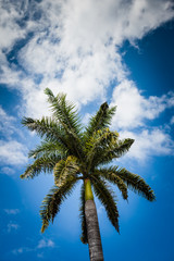 Fototapeta na wymiar Palm Tree in Jamaica