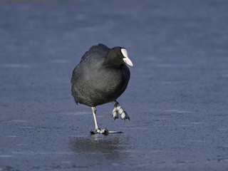 Eurasian coot (Fulica atra)