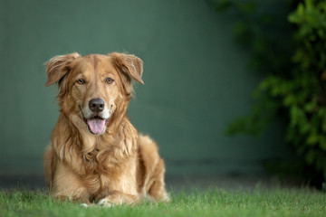 Golden Retriever in front of a green wall