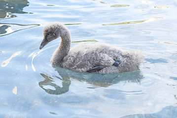 black swan in lake