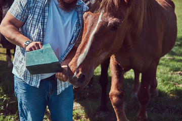 Cute brown horse in the countryside.
