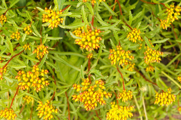 Sedum aizoon or phedimus aizoon yellow and red sedum plant with green foliage