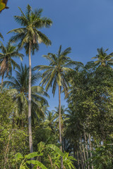 Fototapeta na wymiar Coconut Cultivation, Palm Tree