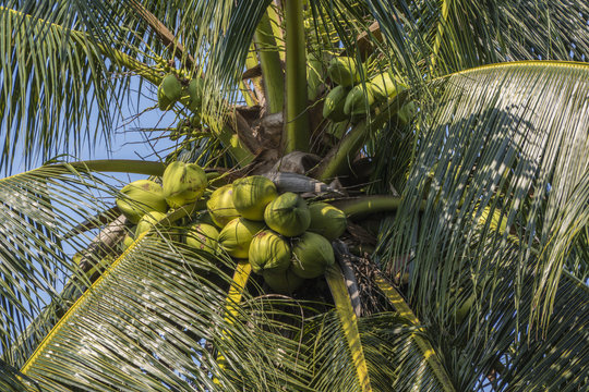 Coconut Cultivation, Palm Tree