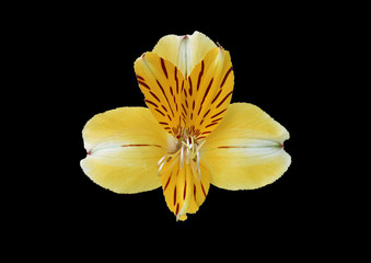 Fototapeta na wymiar yellow flower