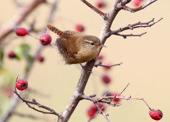 Close up photo of eurasian wren sits on a branch wit bright red berries on beige blurred background