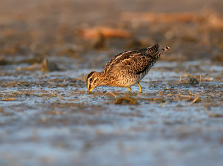 A common snipe is grazed in a shallow pond in the rays of the morning sun
