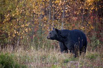 Obraz na płótnie Canvas Black Bear in Autumn