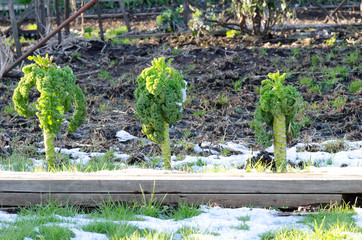 Curly kale in snowy garden