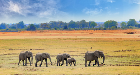 African Elephants walking across the open plains in South luangwa national park, zambia, southern africa