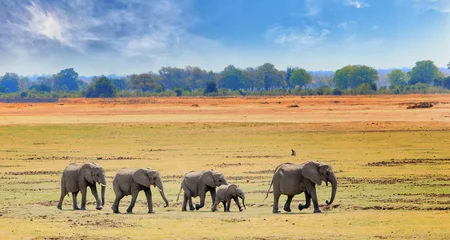 Foto op Aluminium African Elephants walking across the open plains in South luangwa national park, zambia, southern africa © paula