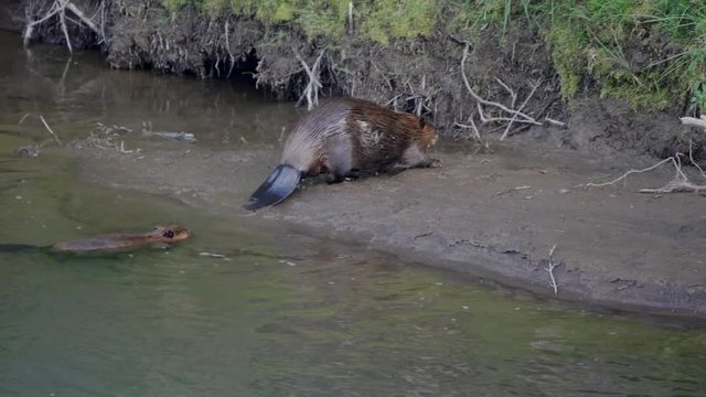 two beaver leave the lamar river of yellowstone national park and start feeding