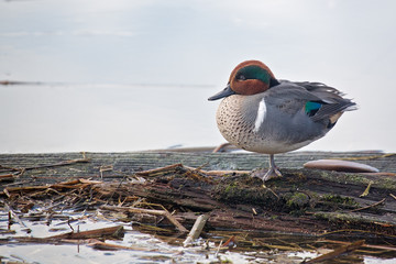 Green Winged Teal standing on log 