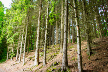 Weg im Nationalpark Eifel