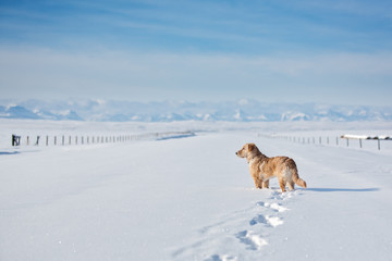 Dog standing on a snowy road looking off into the distance